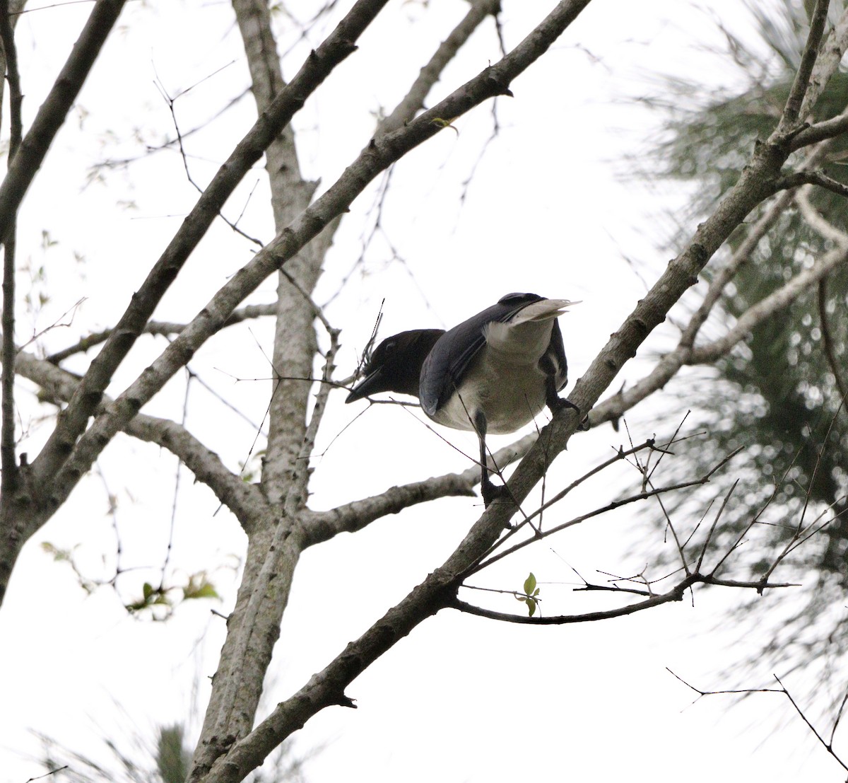 Curl-crested Jay - ML643759885