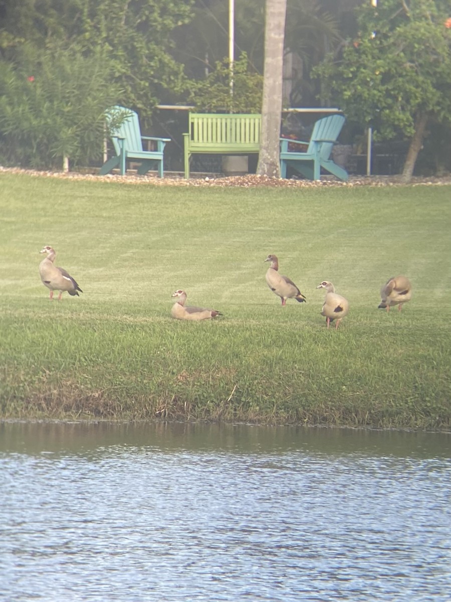 Egyptian Goose - ML643759894