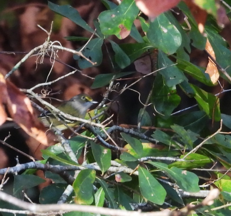 Weißaugenvireo - ML643759904