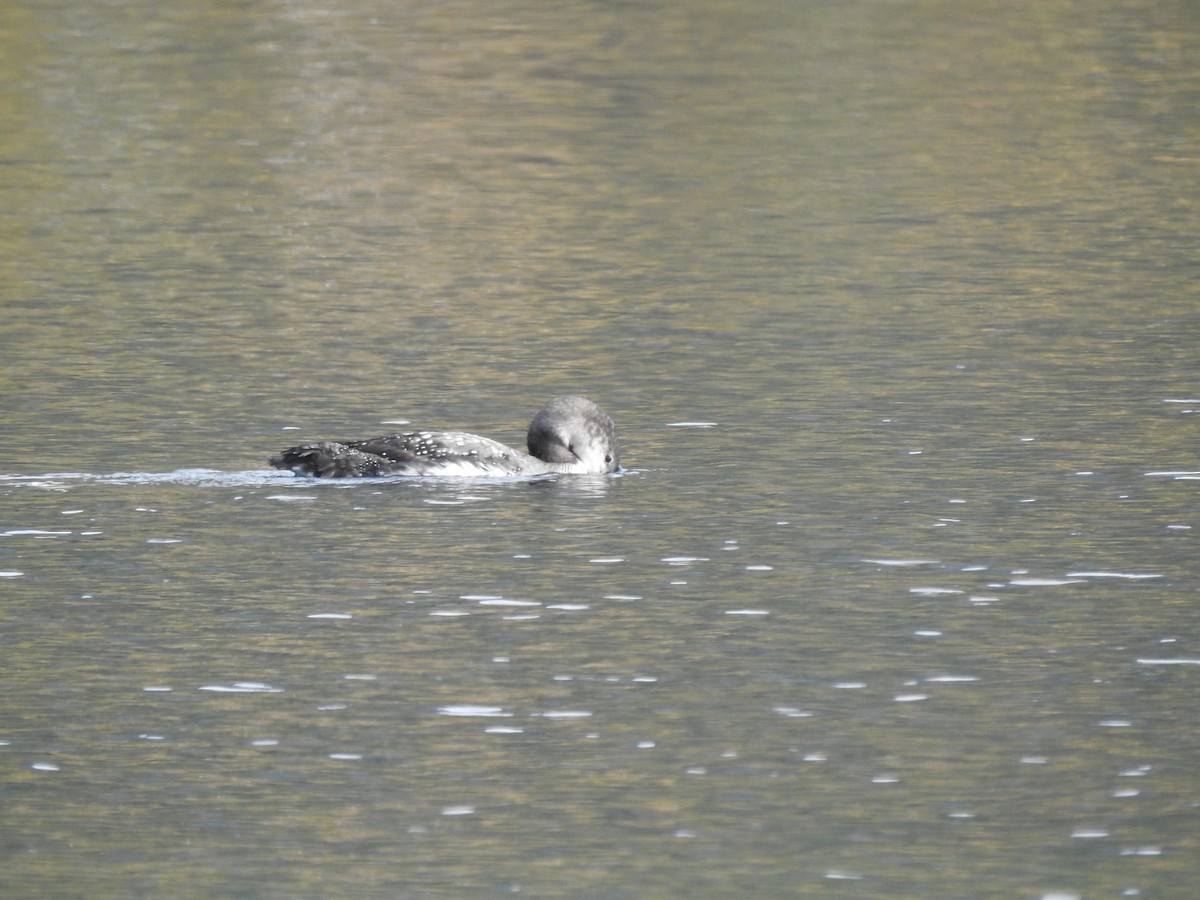 Common Loon - ML643759905