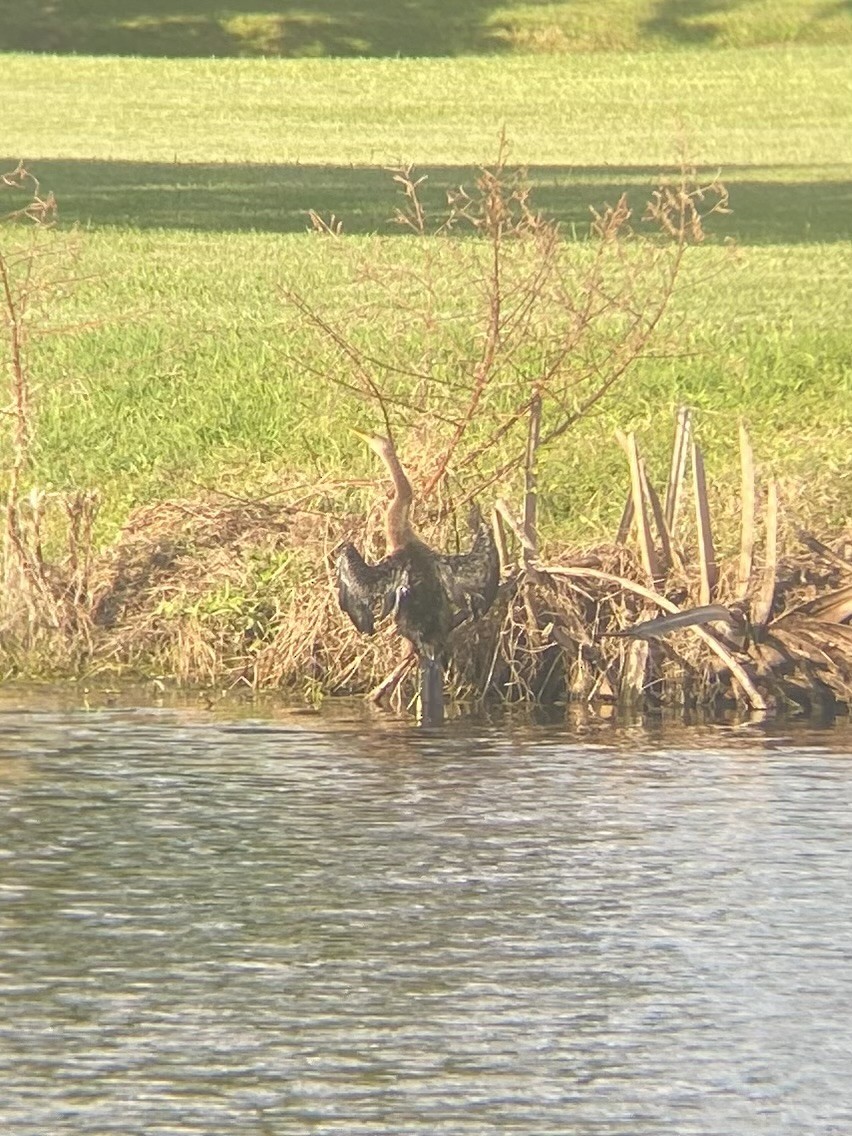 Anhinga - ML643759917