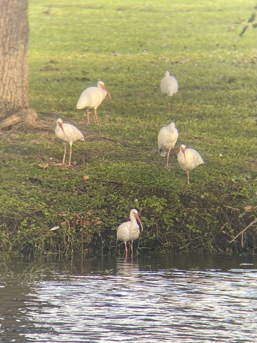 White Ibis - ML643759926