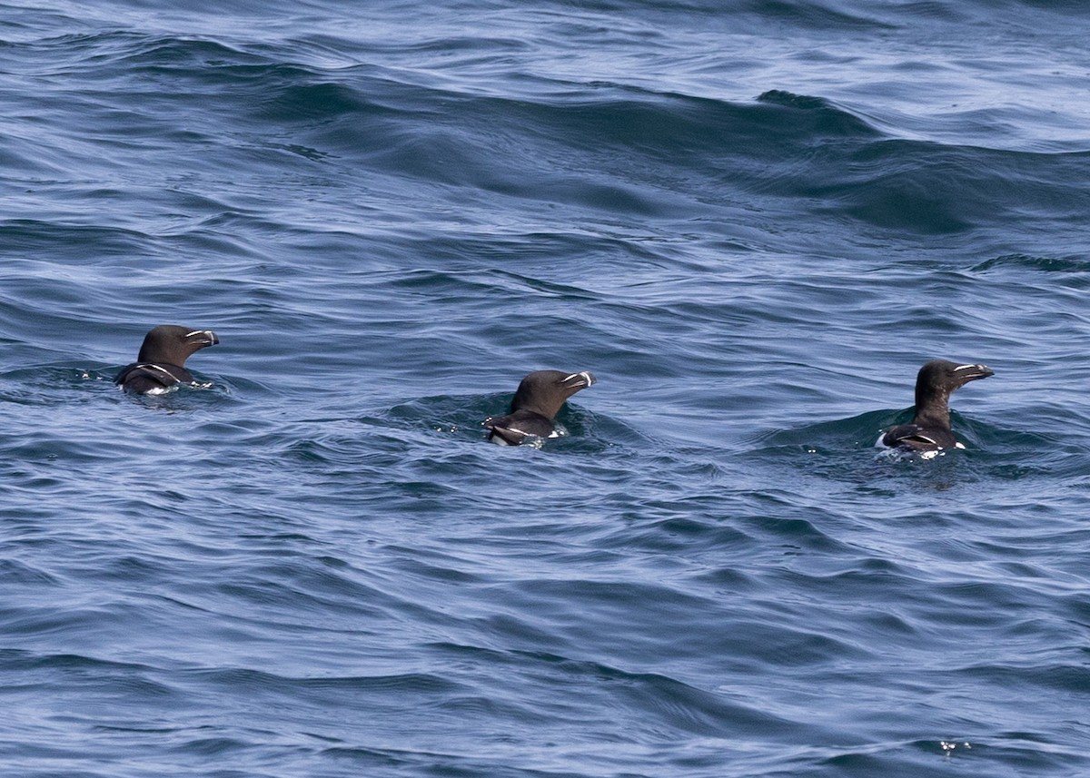 Razorbill - ML643759940