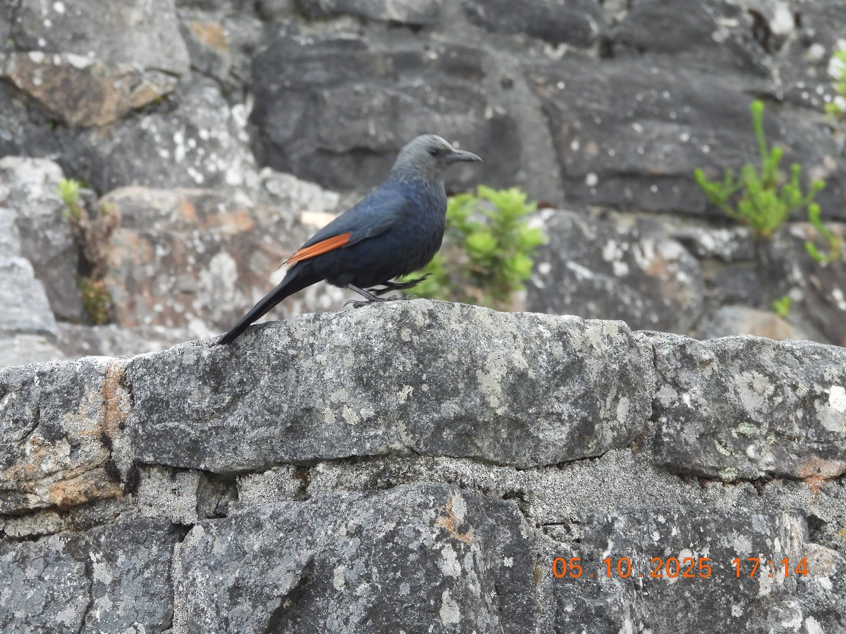 Red-winged Starling - ML643759942
