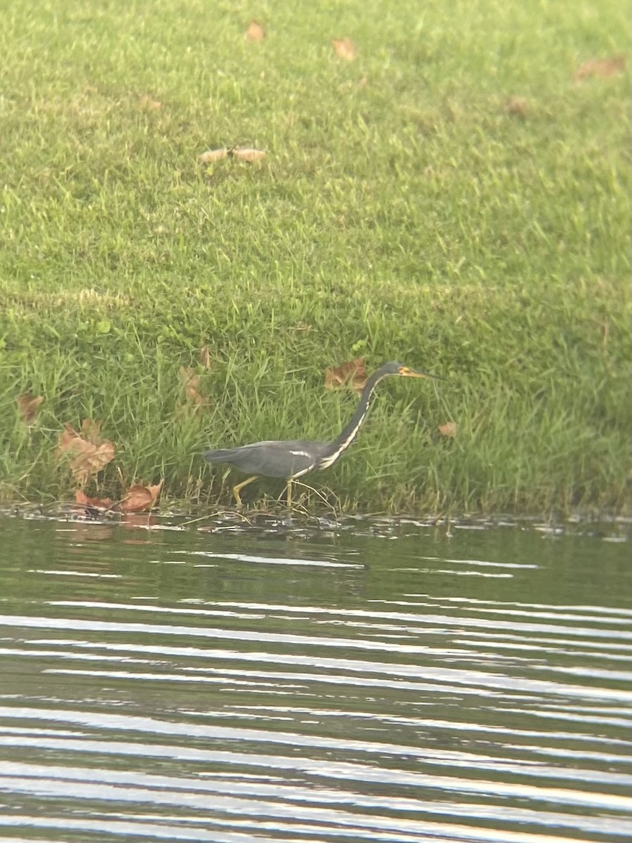 Tricolored Heron - ML643759944