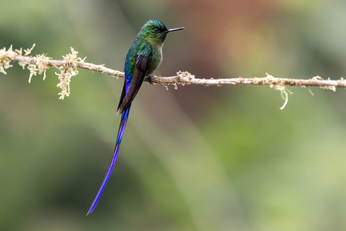 Violet-tailed Sylph - ML643759947
