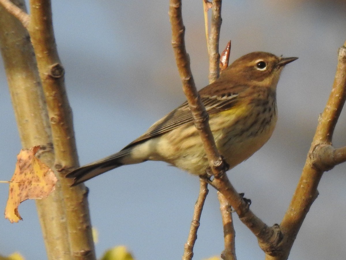 Yellow-rumped Warbler - ML643759960