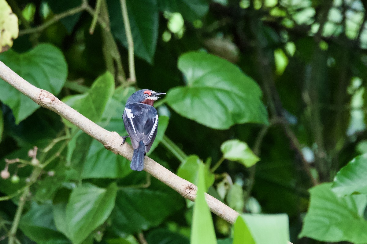 Brown-throated Wattle-eye - ML643759962