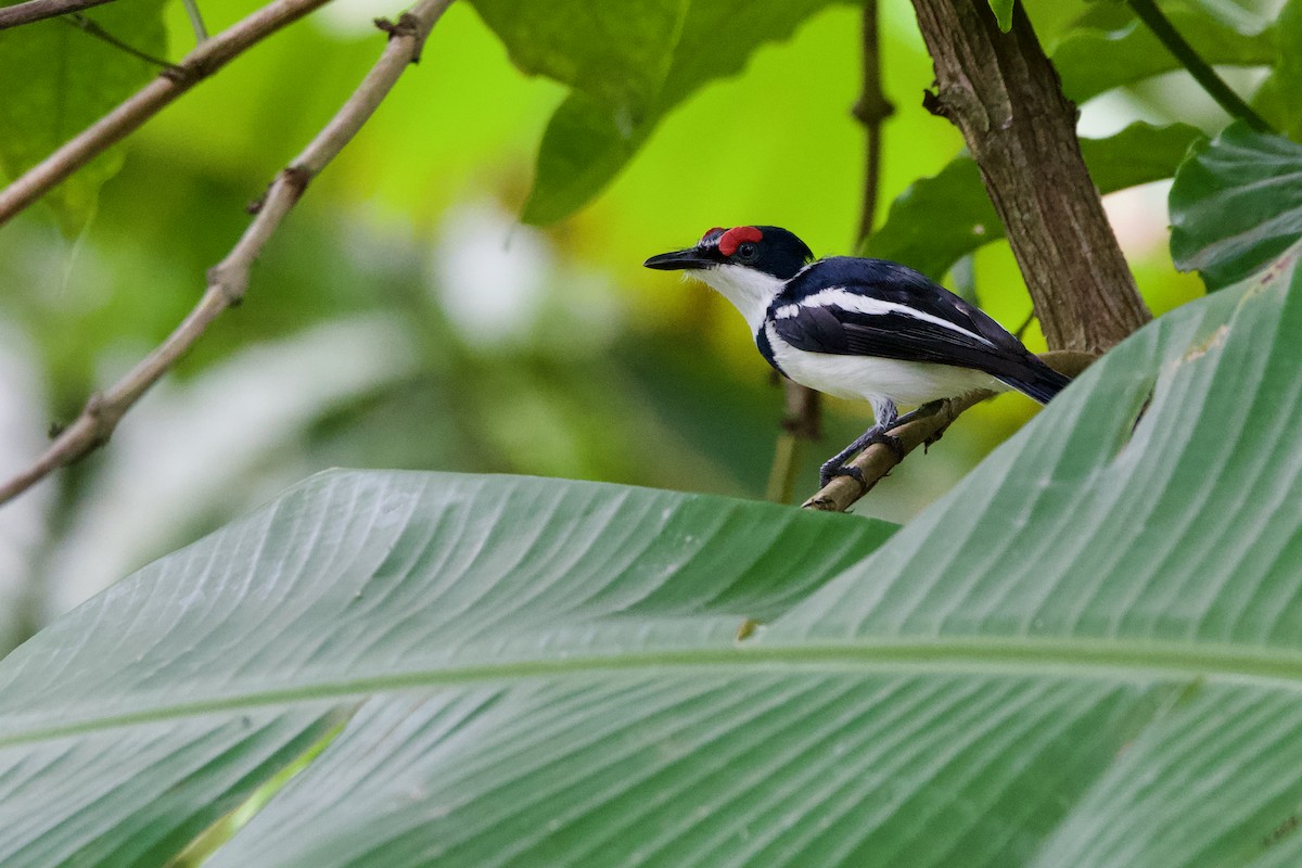 Brown-throated Wattle-eye - ML643759963