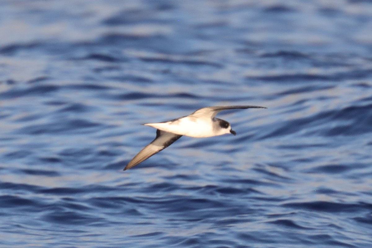Barau's Petrel - ML643759965