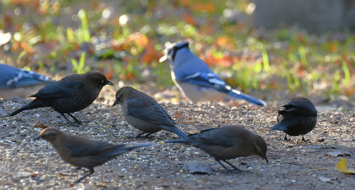 Rusty Blackbird - ML643759973