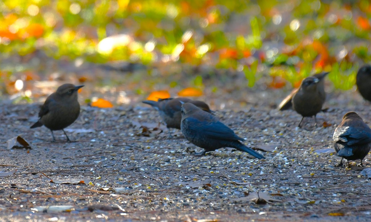 Rusty Blackbird - ML643759974