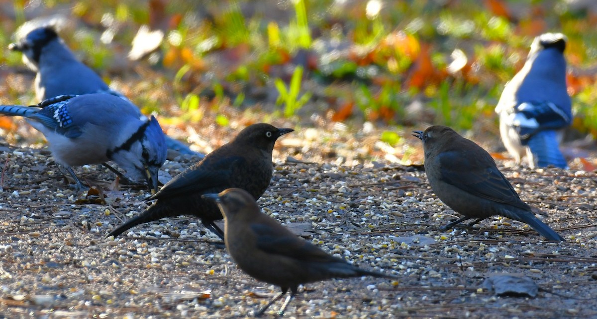 Rusty Blackbird - ML643759975