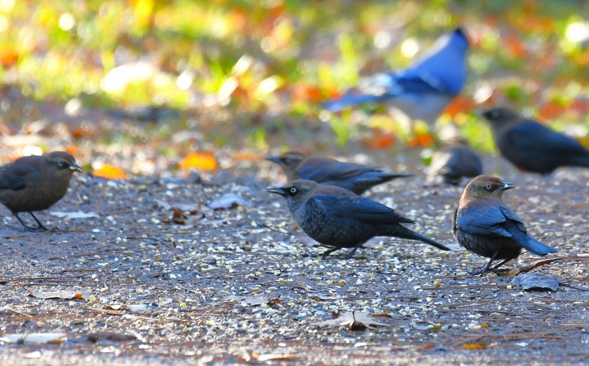 Rusty Blackbird - ML643759977