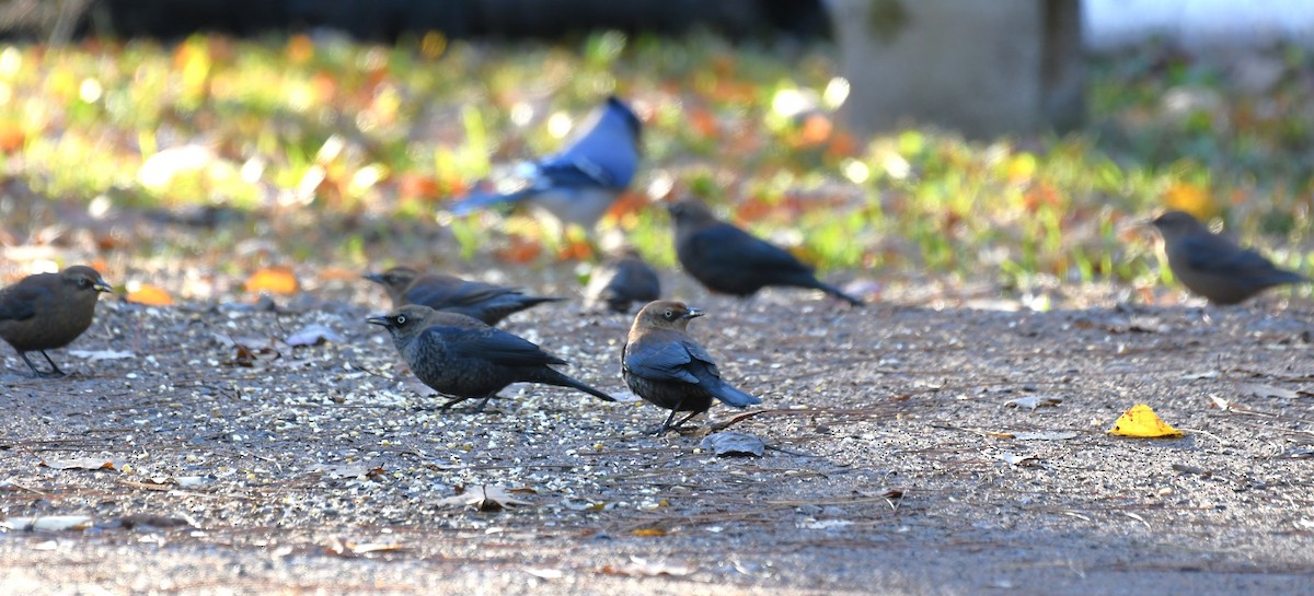Rusty Blackbird - ML643759978