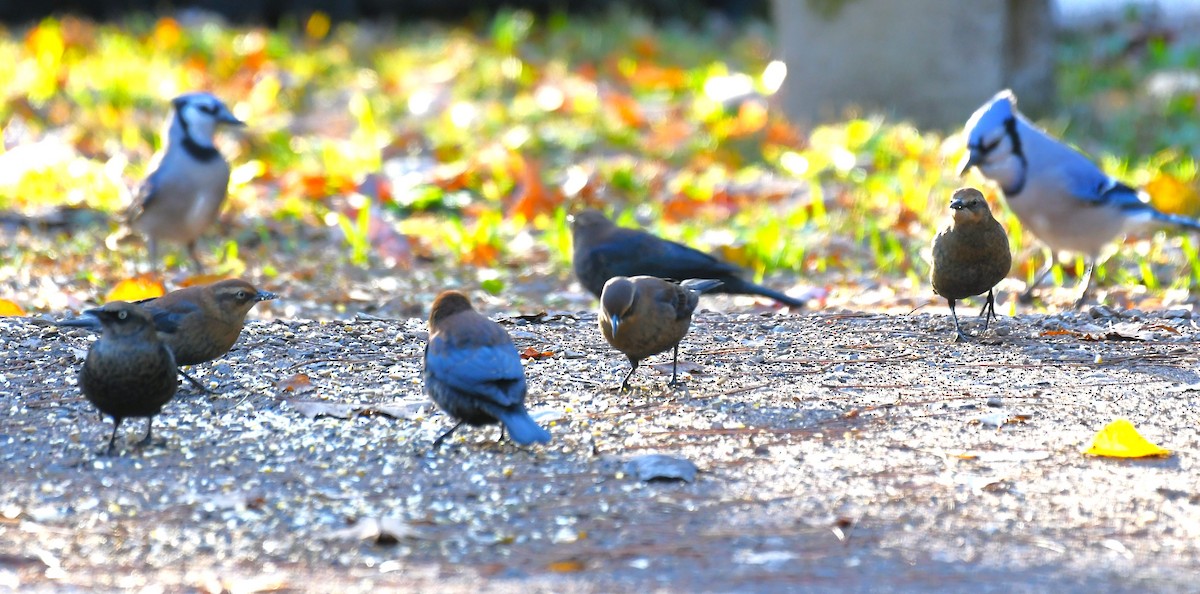 Rusty Blackbird - ML643759979