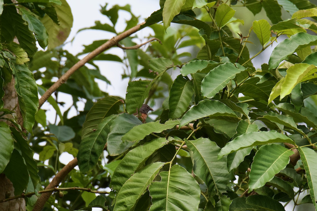 Brown Twinspot - ML643759981