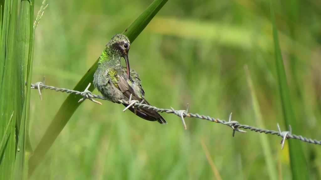 White-tailed Goldenthroat - ML643759983