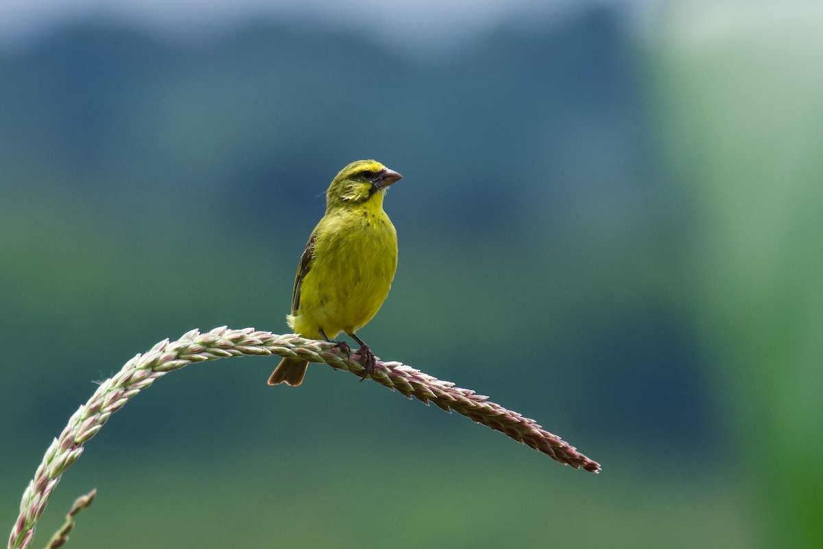 Brimstone Canary - ML643759985