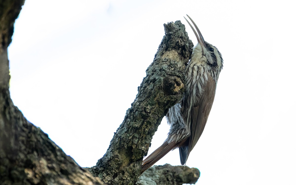 Narrow-billed Woodcreeper - ML643759988