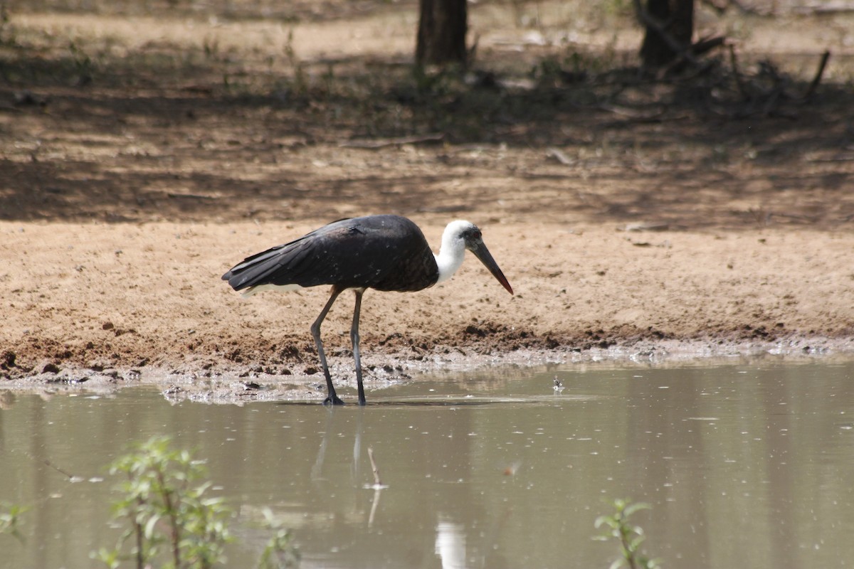 African Woolly-necked Stork - ML643760016