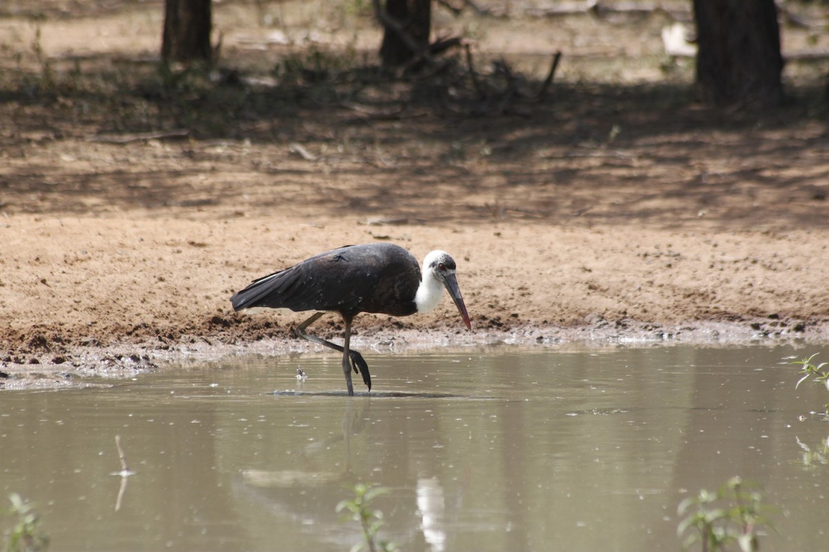 African Woolly-necked Stork - ML643760018