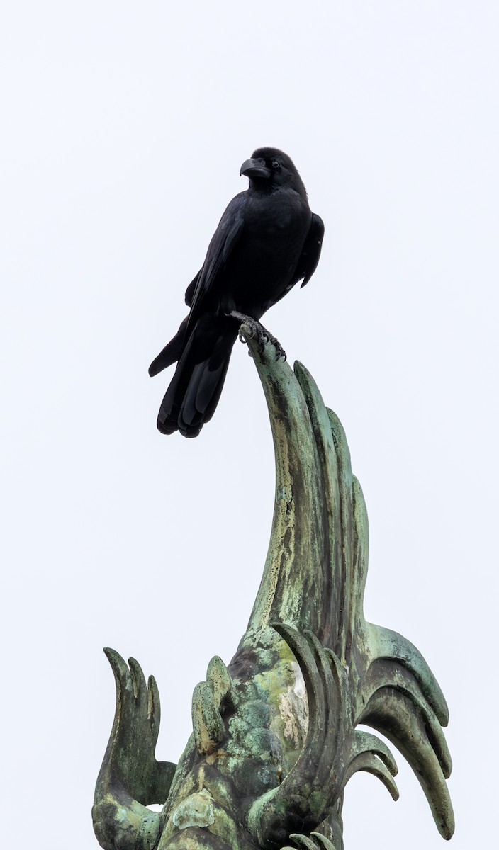 vrána tlustozobá - ML643760022