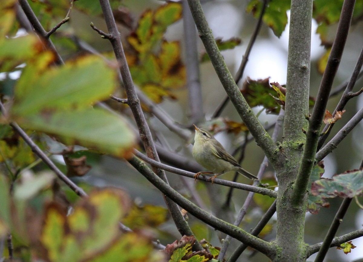 Willow Warbler - ML643760036