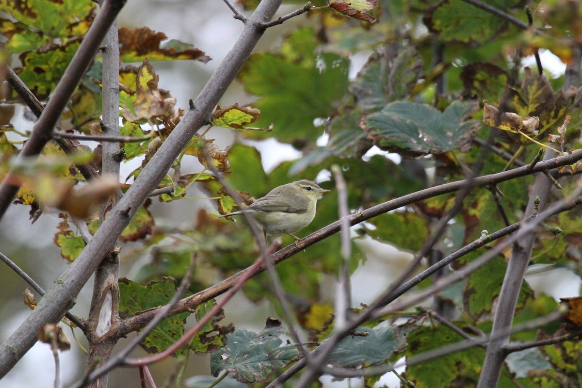 Willow Warbler - ML643760037