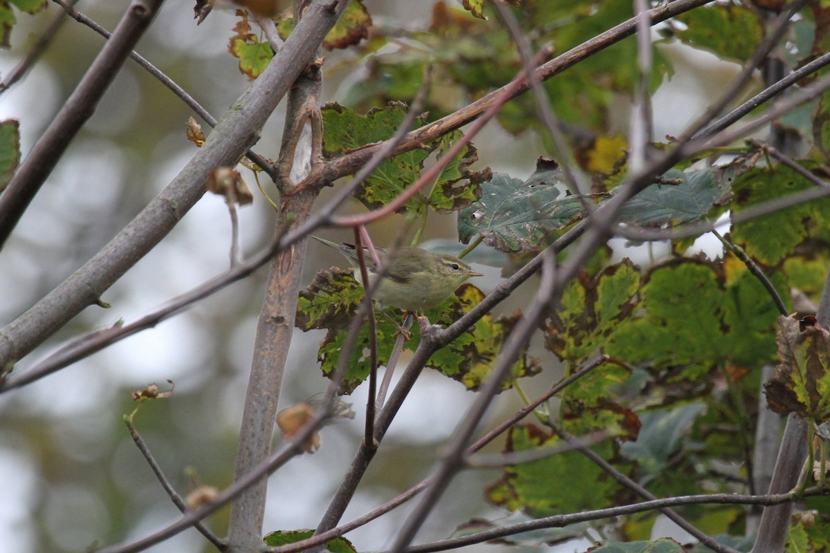 Willow Warbler - ML643760038