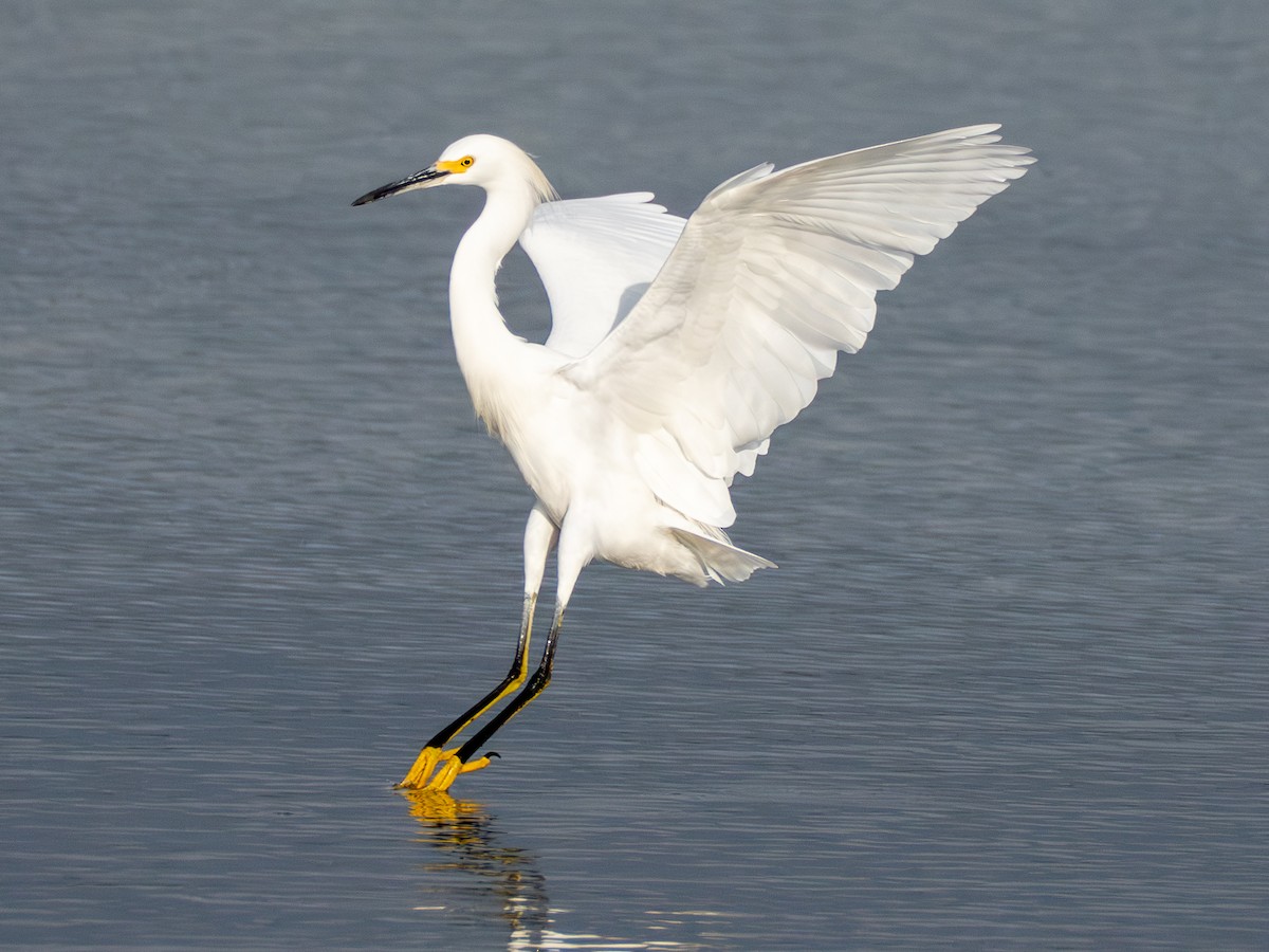 Snowy Egret - ML643760062