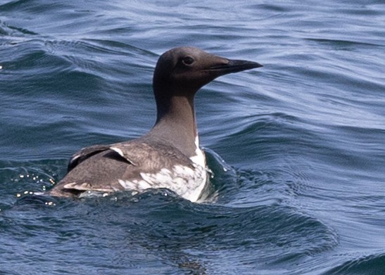Common Murre - ML643760068