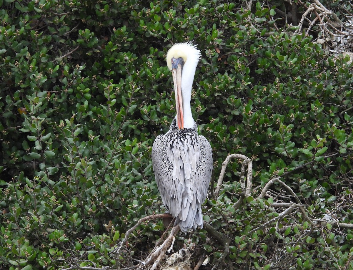 Brown Pelican - ML643760078