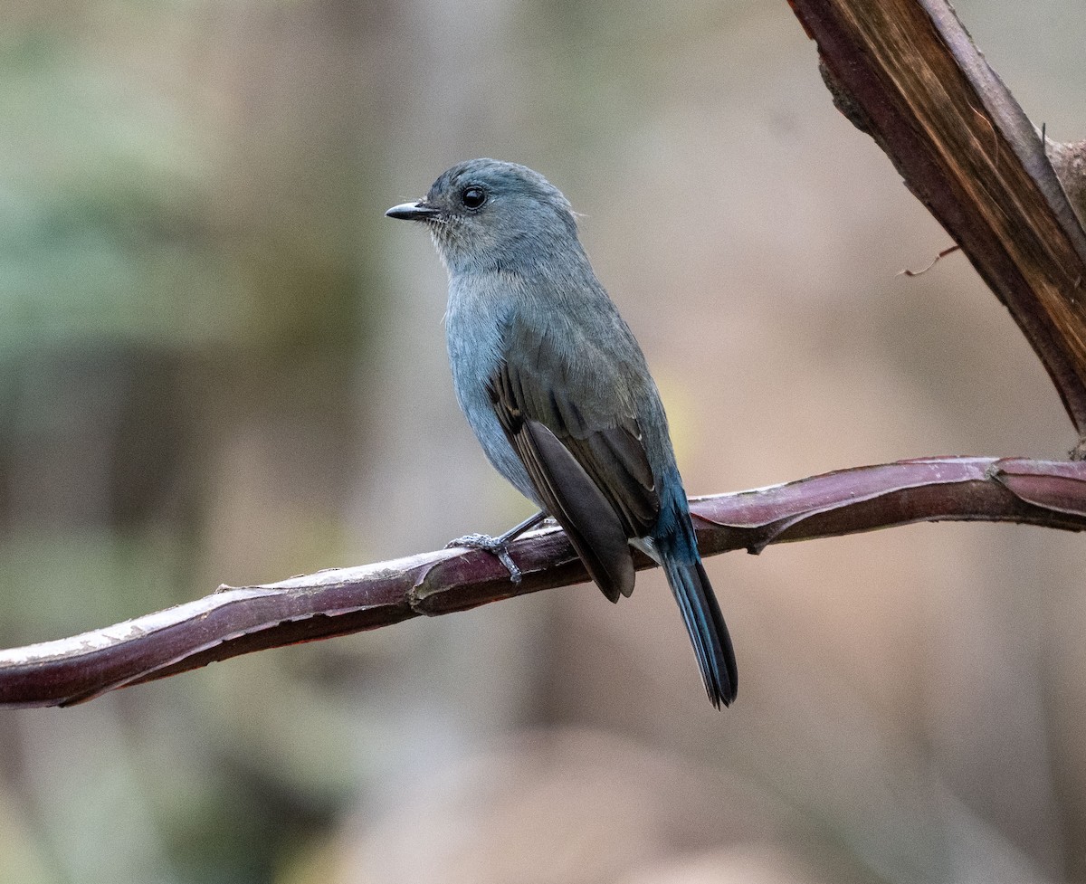 Nilgiri Flycatcher - ML643760085