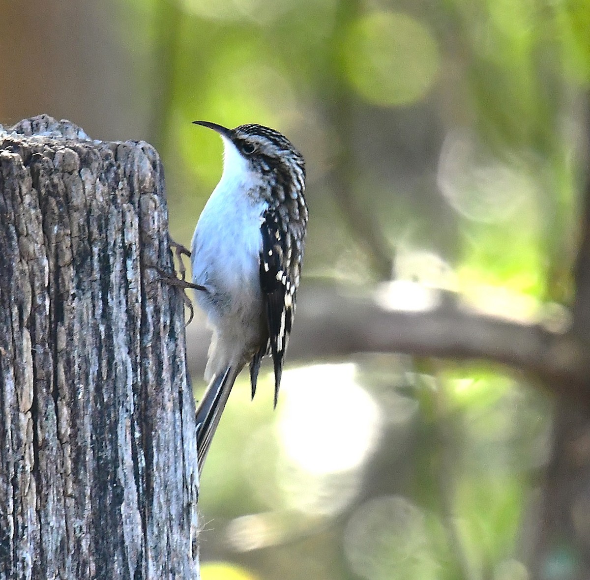 Brown Creeper - ML643760094