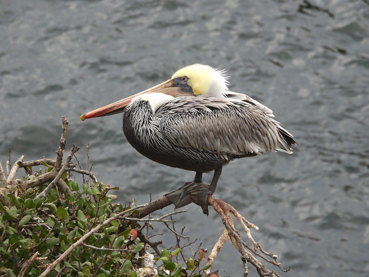 Brown Pelican - ML643760095