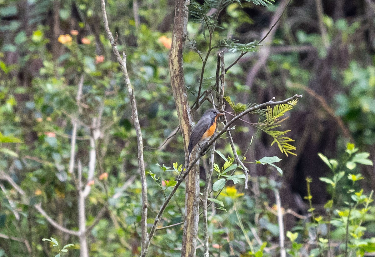 Kashmir Flycatcher - ML643760098