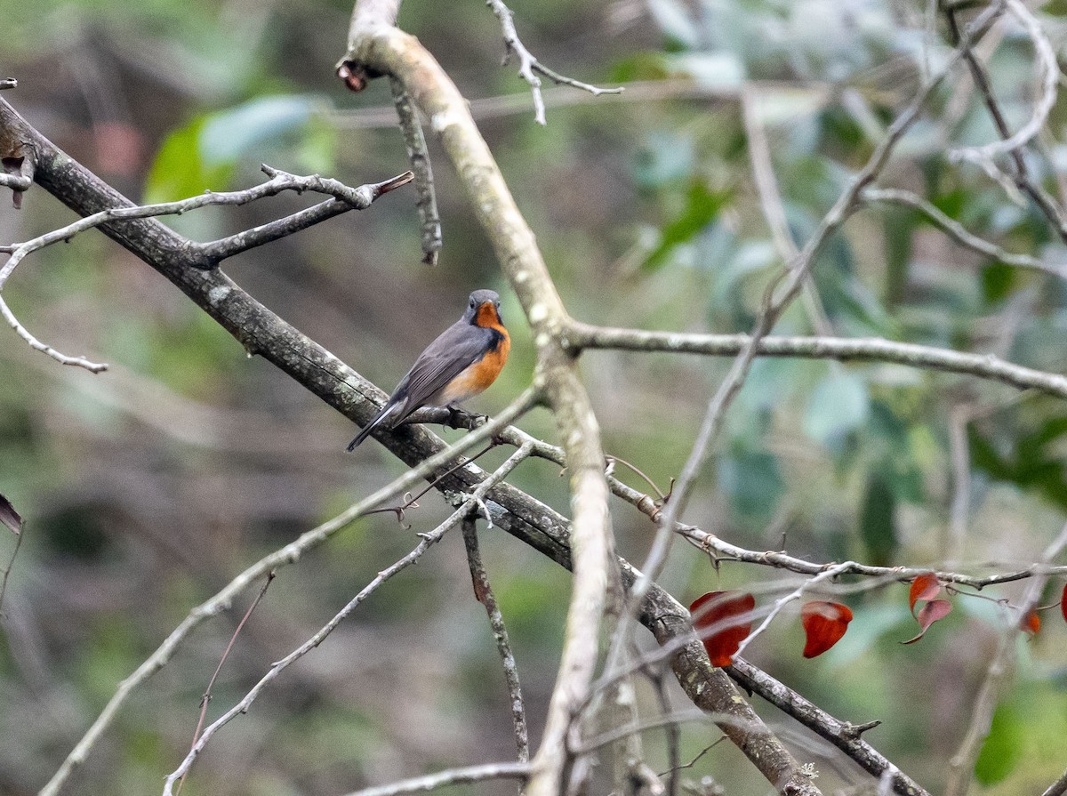 Kashmir Flycatcher - ML643760099