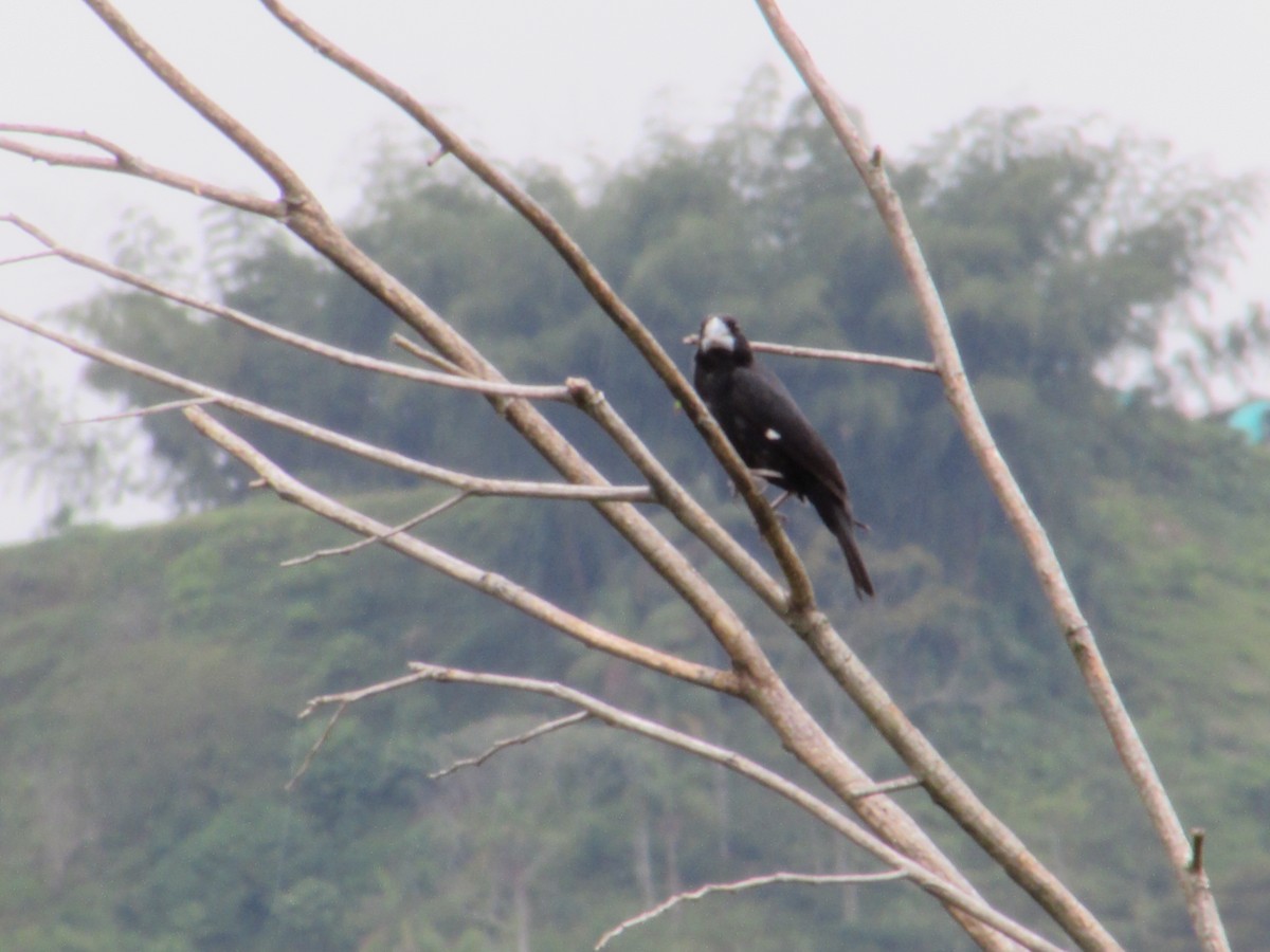 Large-billed Seed-Finch - ML643760100