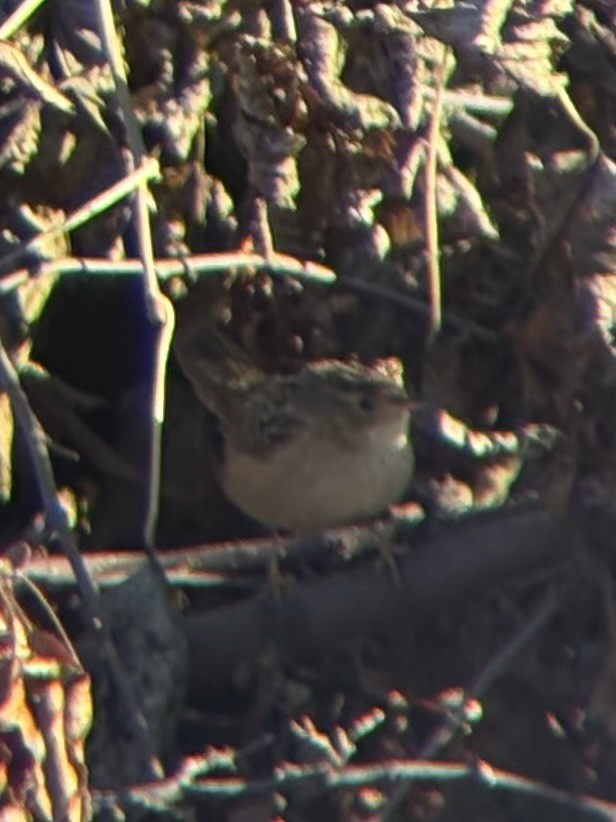 Sedge Wren - ML643760113