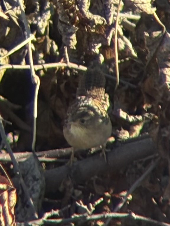 Sedge Wren - ML643760115
