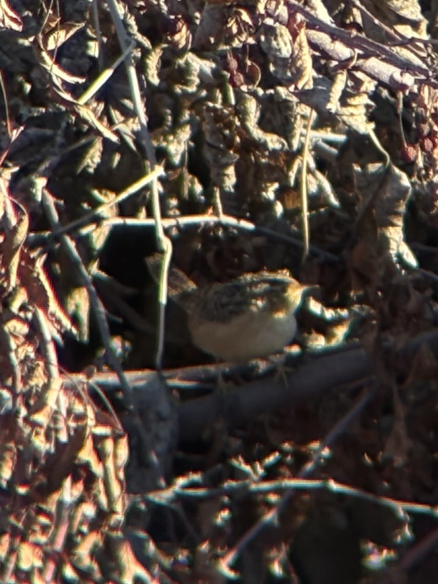 Sedge Wren - ML643760116
