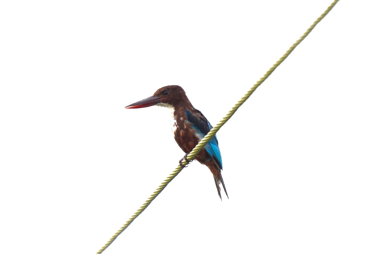 White-throated Kingfisher - ML643760117