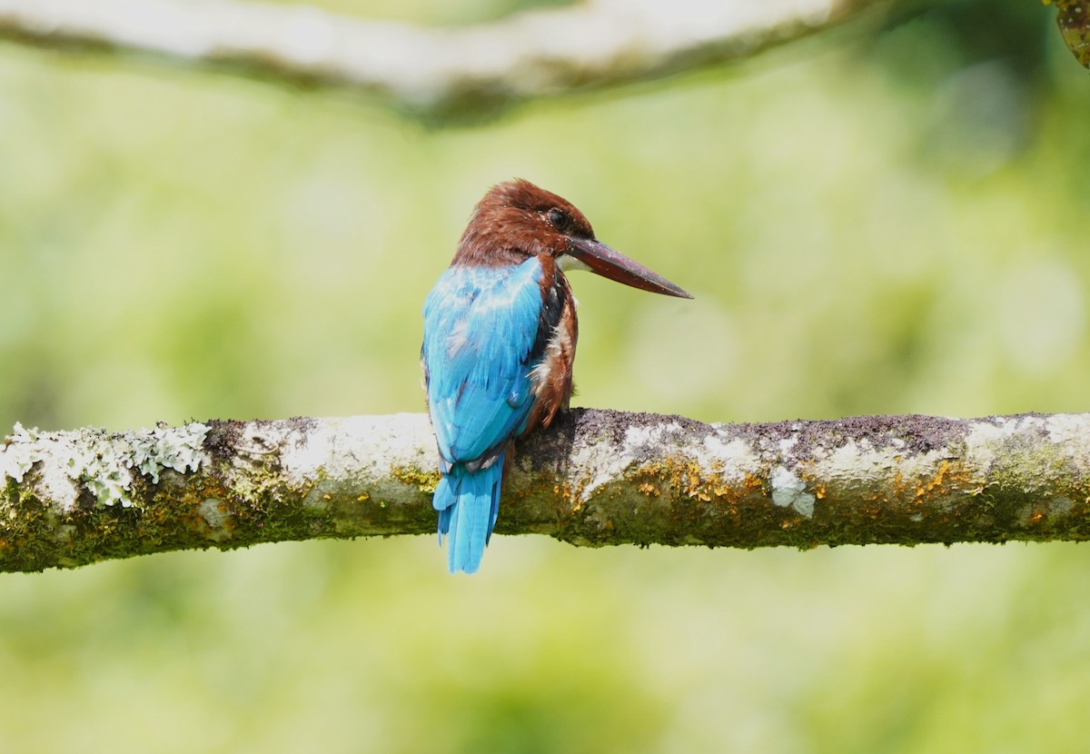 White-throated Kingfisher - ML643760118