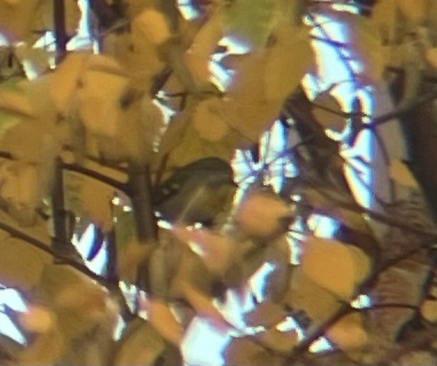 Northern Parula - ML643760119