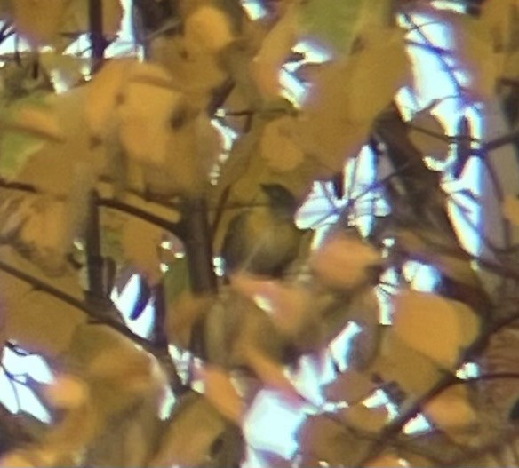 Northern Parula - ML643760120