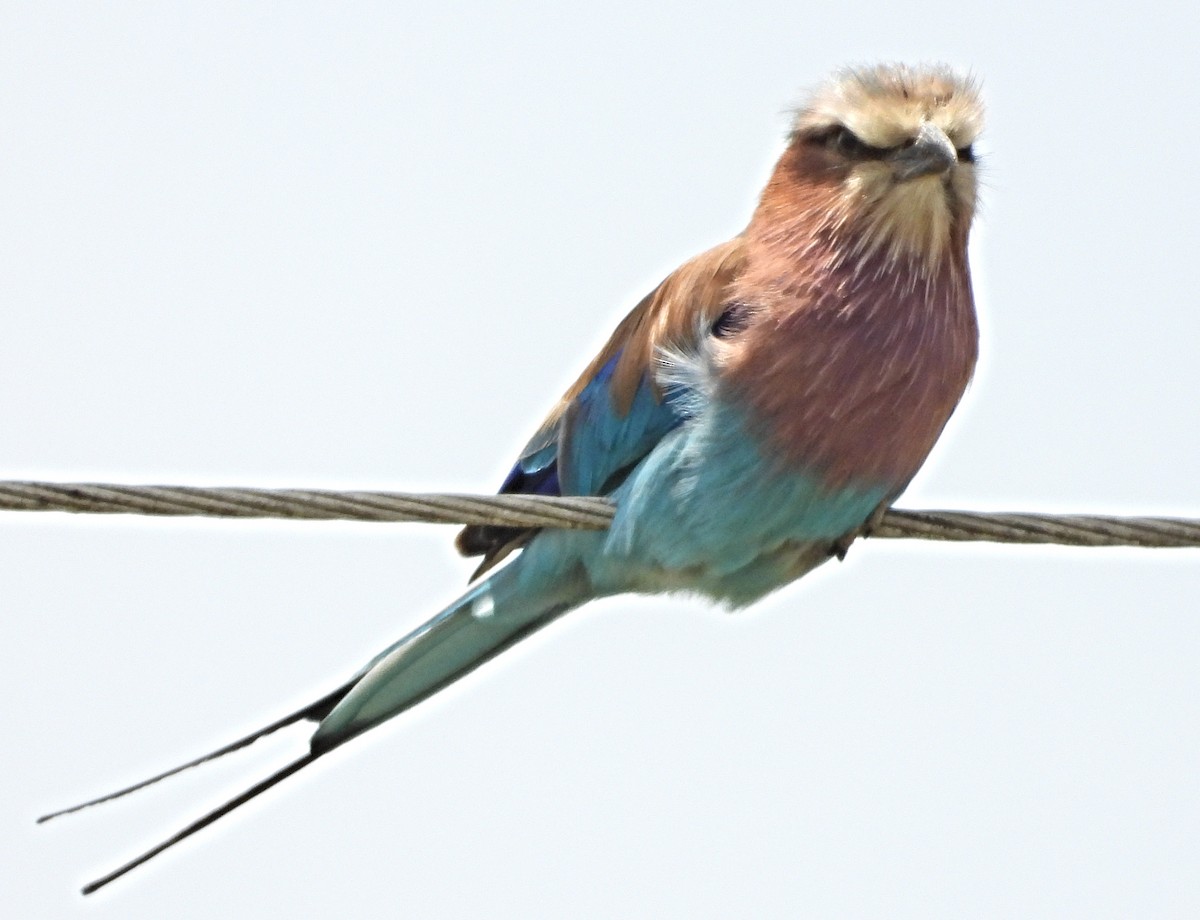 Lilac-breasted Roller - ML643760135