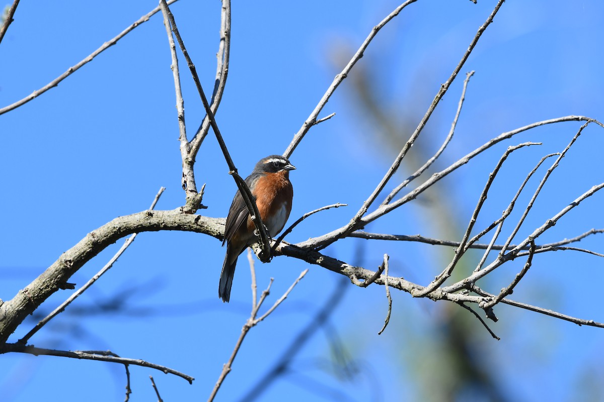 Black-and-rufous Warbling Finch - ML643760149