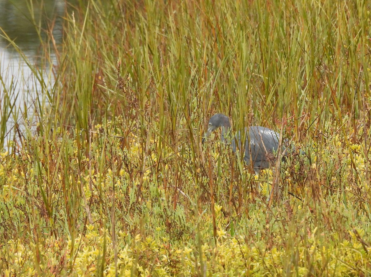 Little Blue Heron - ML643760168