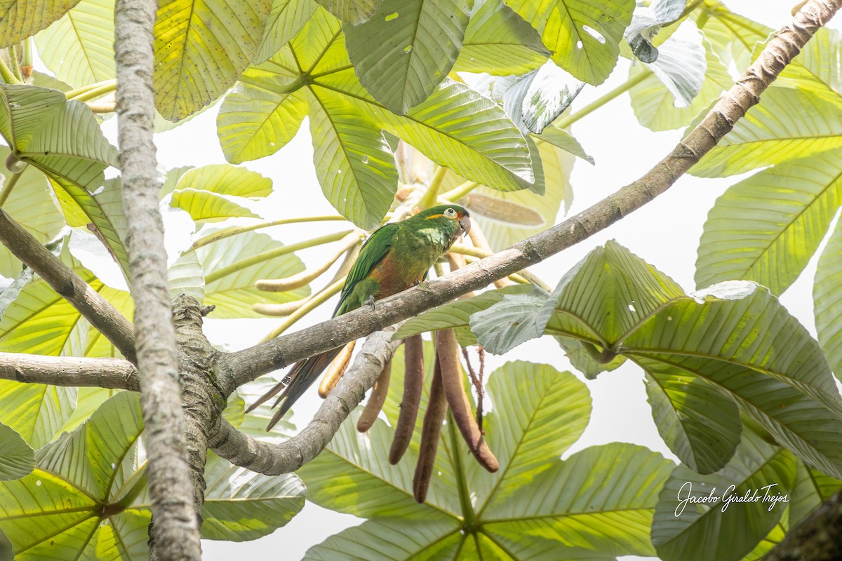 Golden-plumed Parakeet - ML643760176